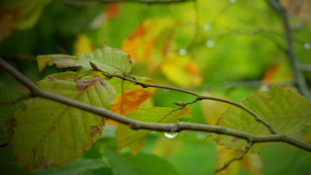 Nature