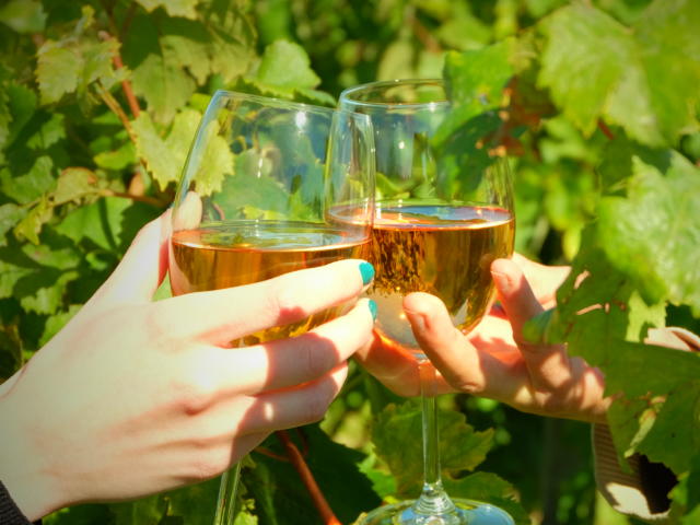 Mise en scène, deux verres de vin parmis des feuilles de vignes