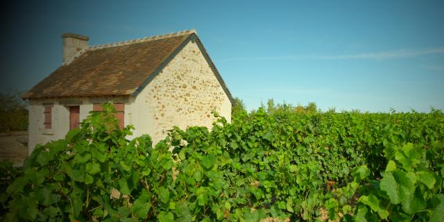 Maison de vigne dans des vignes