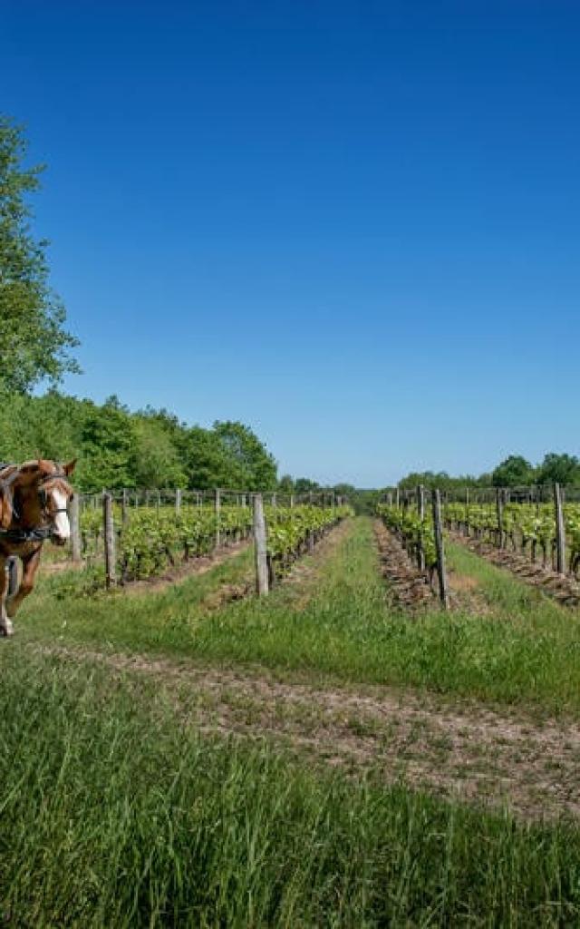 Balade En Caleche Dans Les Vignes L.alvarez Adt41