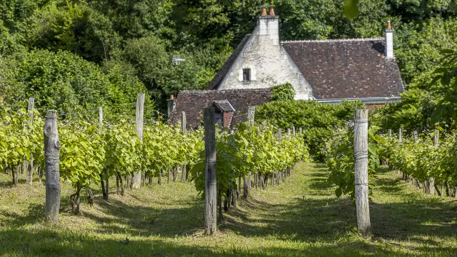 Vignes au premier plan et maison de vigne au second